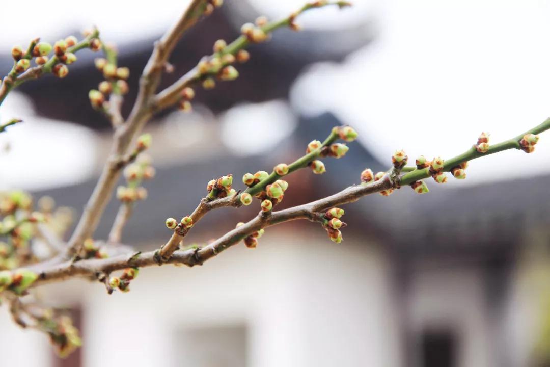 西山的梅花已悄然绽放