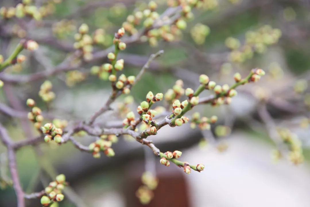 西山的梅花已悄然绽放