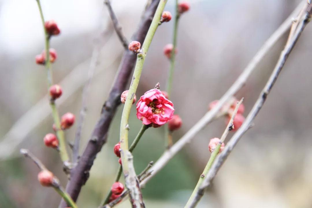 西山的梅花已悄然绽放