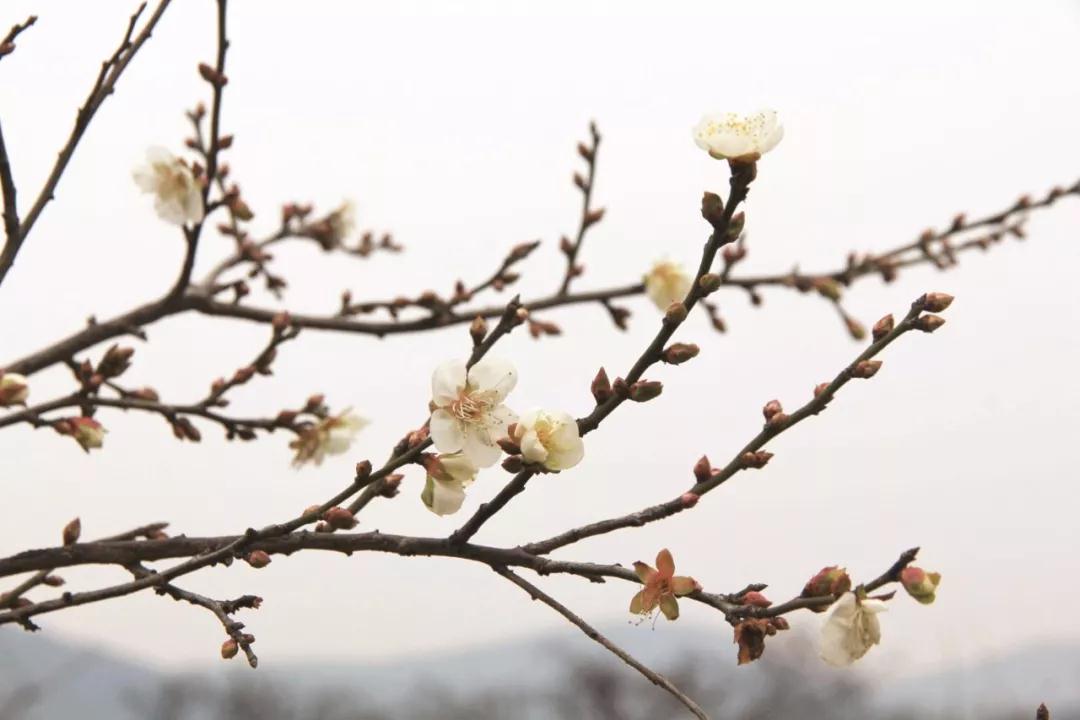 西山的梅花已悄然绽放
