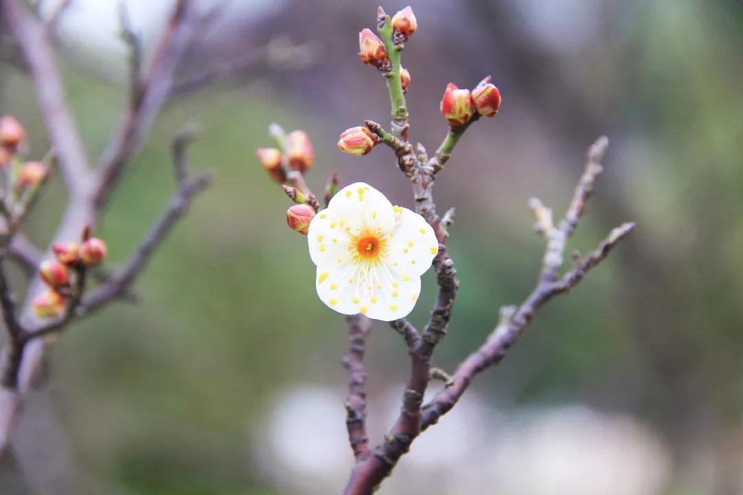 西山的梅花已悄然绽放
