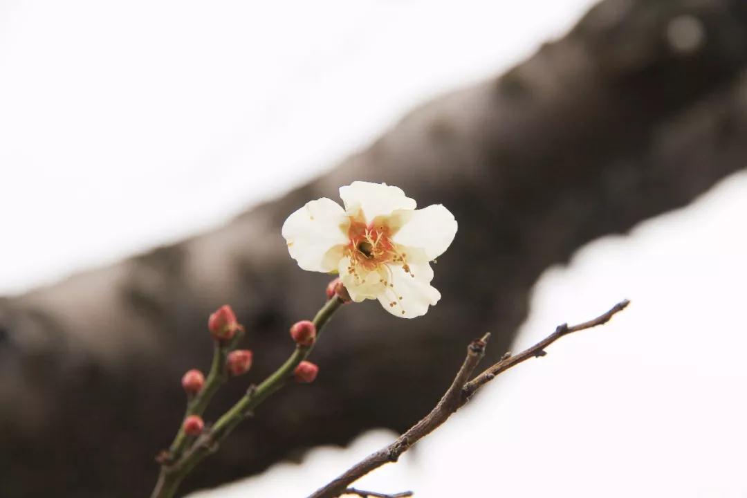 西山的梅花已悄然绽放