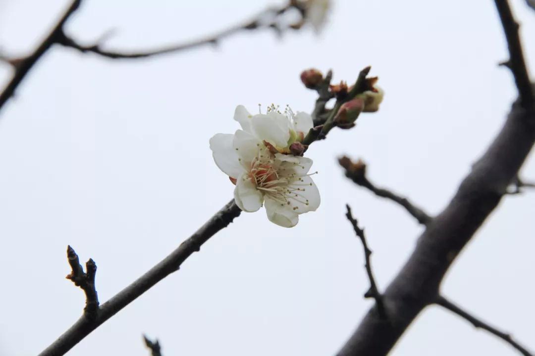 西山的梅花已悄然绽放