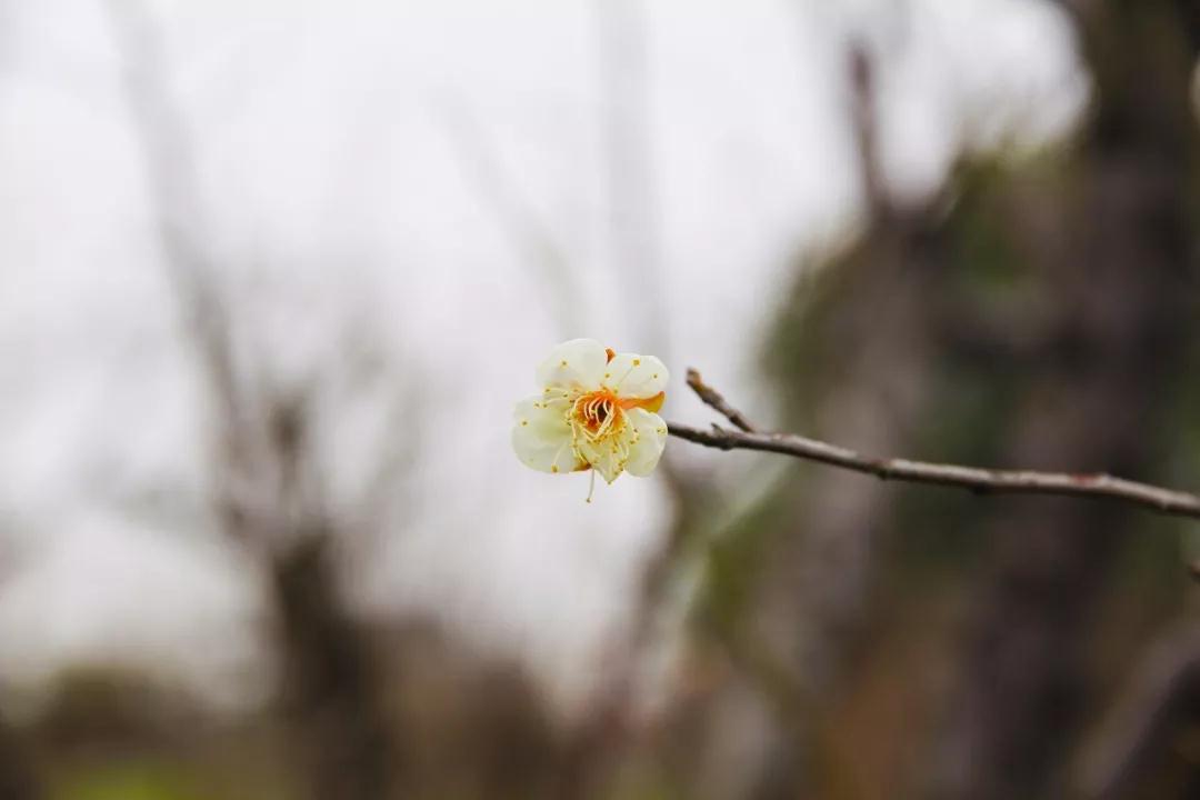 西山的梅花已悄然绽放
