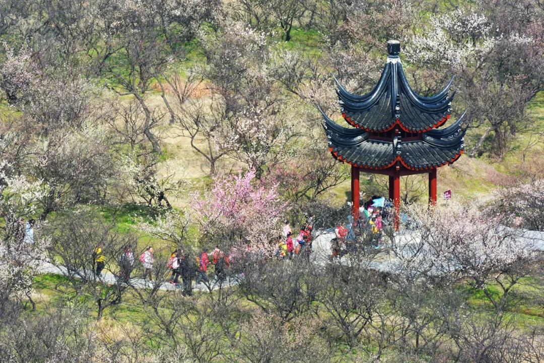 西山的梅花已悄然绽放