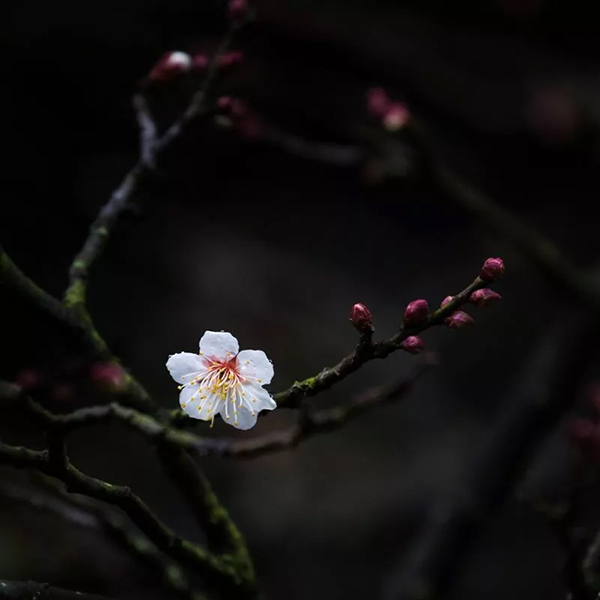 悦享太湖 | 知否知否，应是暗香浮动~