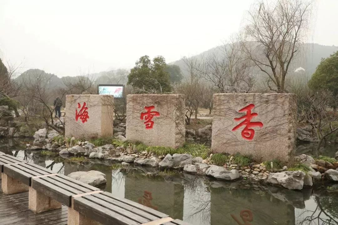 “梅”你不行！赏梅宝典在此，收好！