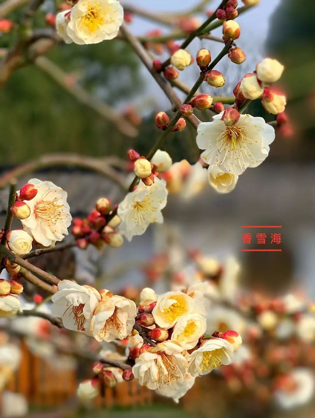 “梅”你不行！赏梅宝典在此，收好！