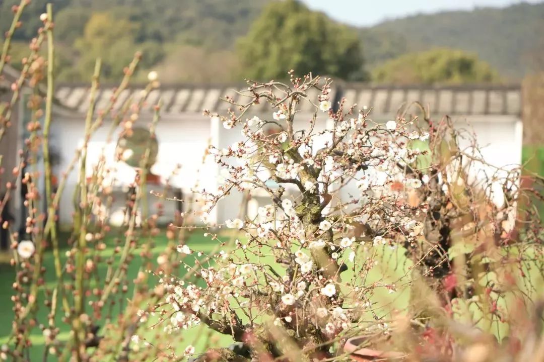 “梅”你不行！赏梅宝典在此，收好！