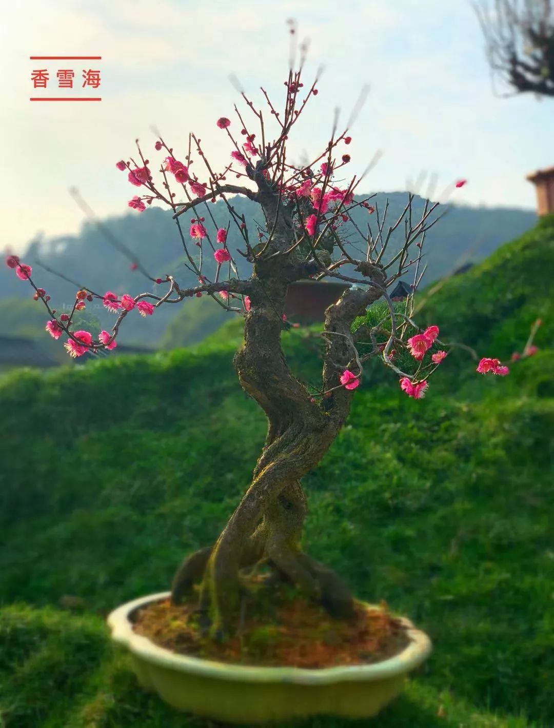 “梅”你不行！赏梅宝典在此，收好！