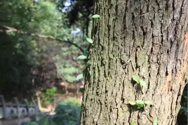 每逢过年胖三斤，快来吴中燃烧你的卡路里！
