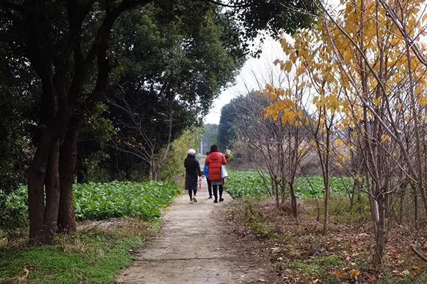 苏州太湖这座原生态小岛，是你向往的世外桃源…