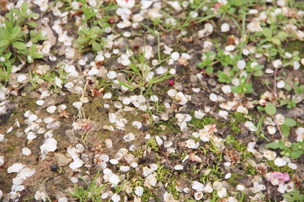 繁花似锦寻春迹，约吗？