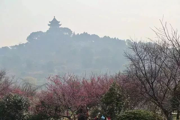 繁花似锦寻春迹，约吗？