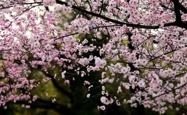 繁花似锦寻春迹，约吗？