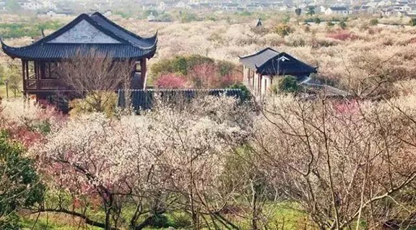繁花似锦寻春迹，约吗？