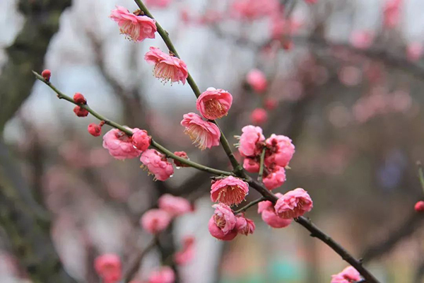 繁花似锦寻春迹，约吗？