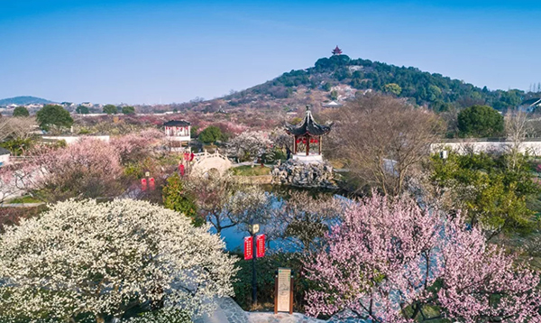 品碧螺春茶香，开启西山寻春之旅