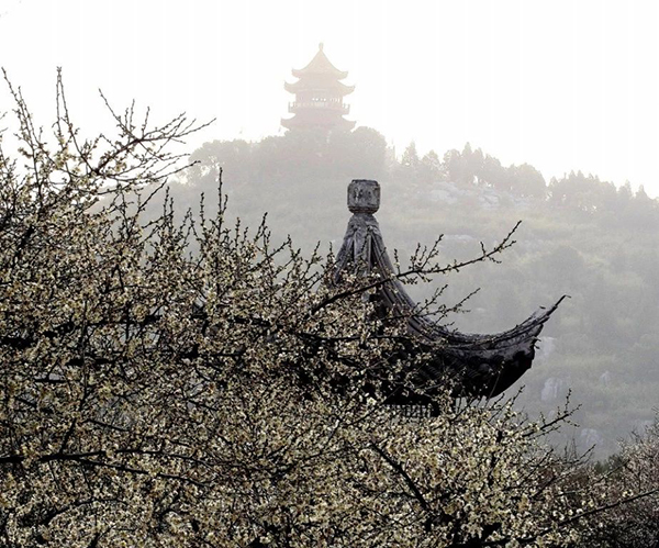 品碧螺春茶香，开启西山寻春之旅