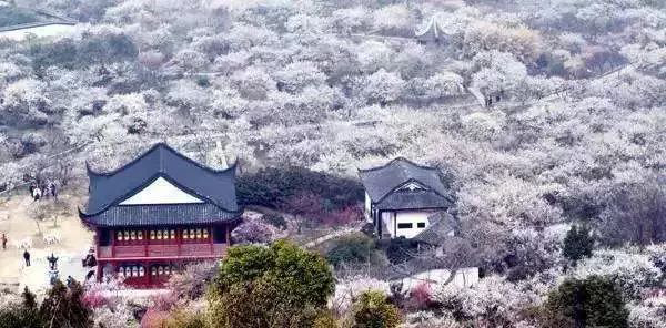 品碧螺春茶香，开启西山寻春之旅