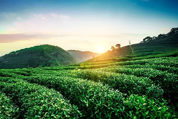 品碧螺春茶香，开启西山寻春之旅