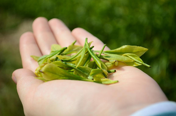 品碧螺春茶香，开启西山寻春之旅