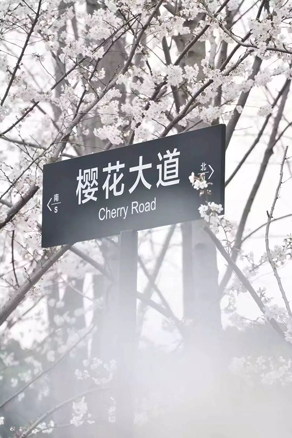 吴中赏樱胜地都在这里，浪漫春日你忍心错过吗？！