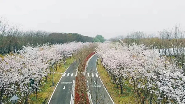 吴中赏樱胜地都在这里，浪漫春日你忍心错过吗？！