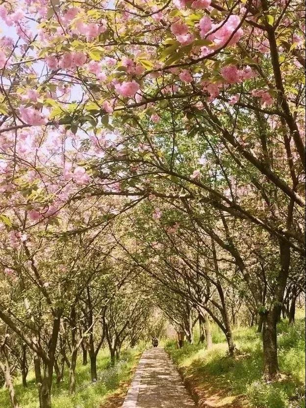 不负百花芳菲日，春日踏青正当时，春游去这些地方就对了！