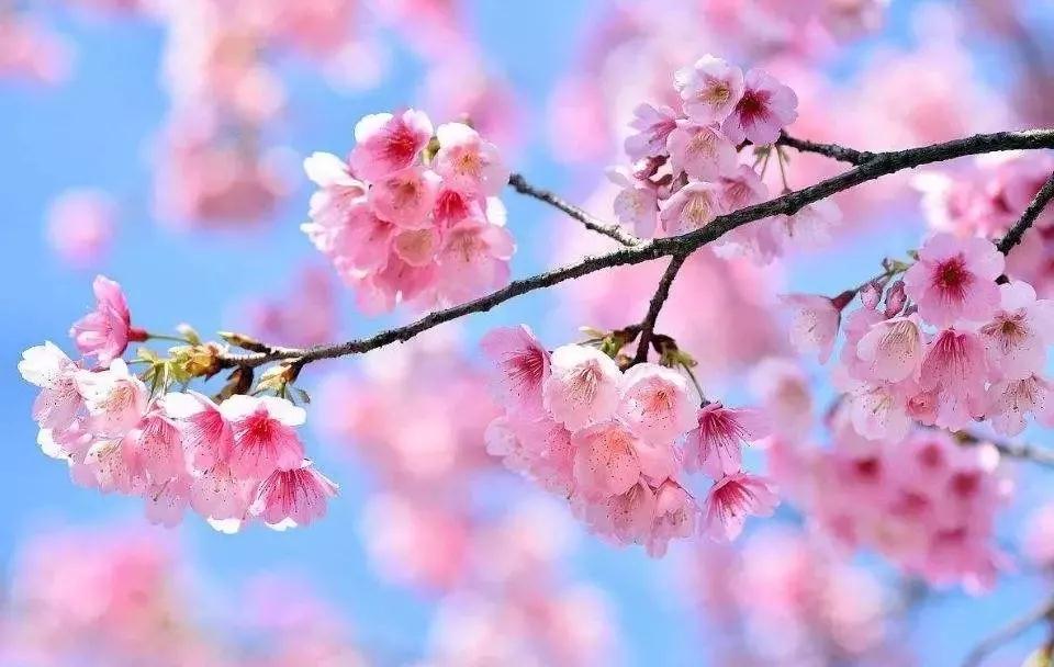 不负百花芳菲日，春日踏青正当时，春游去这些地方就对了！