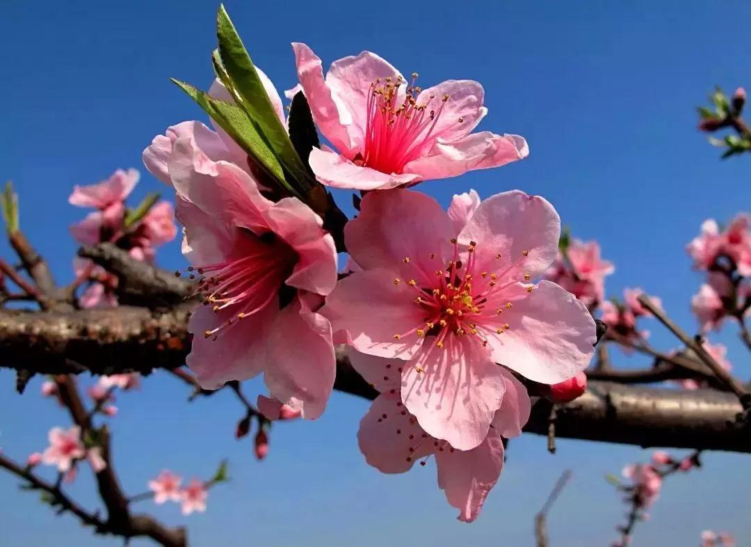 不负百花芳菲日，春日踏青正当时，春游去这些地方就对了！