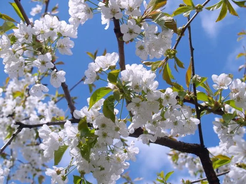不负百花芳菲日，春日踏青正当时，春游去这些地方就对了！