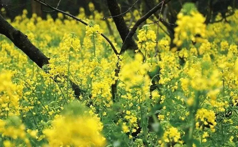 不负百花芳菲日，春日踏青正当时，春游去这些地方就对了！