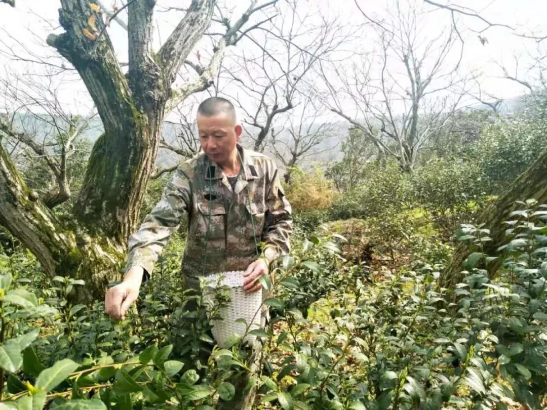 阳春三月去哪里？“都挺好”明玉带你去喝茶，约吗！