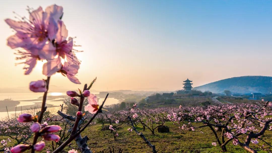 寻桃红柳绿，太湖冲山半岛就够了！