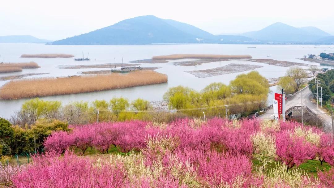 寻桃红柳绿，太湖冲山半岛就够了！