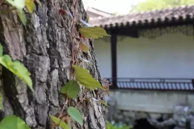 光福有灵，除了“清奇古怪”，邓禹留给我们的还有……
