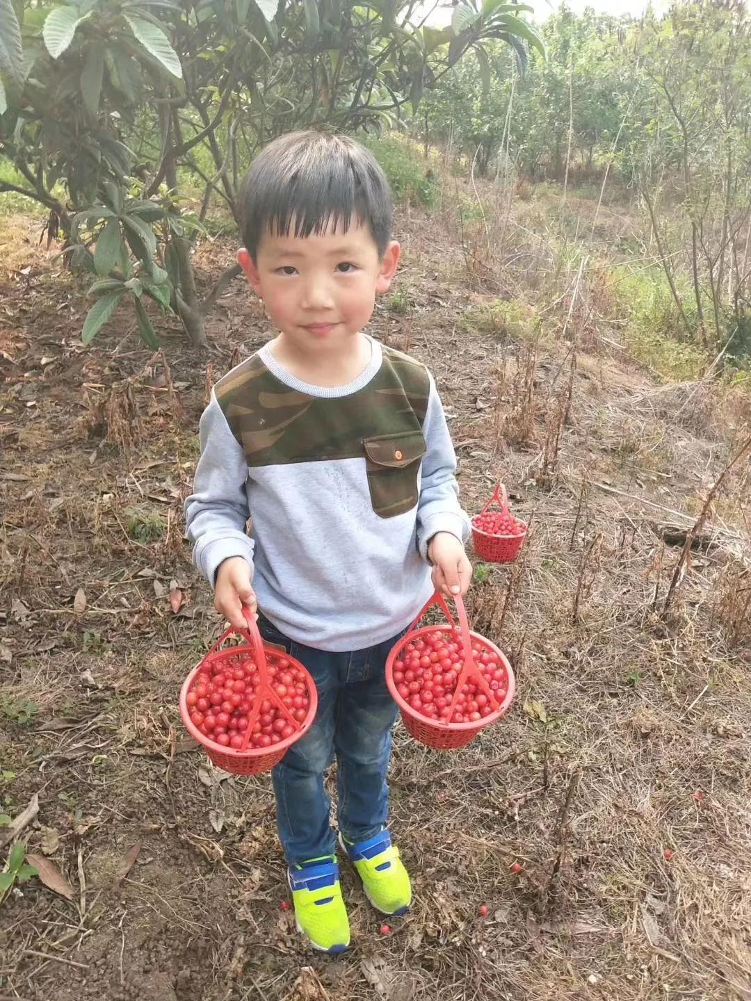 樱桃温暖来袭，来西山岛采摘吧！