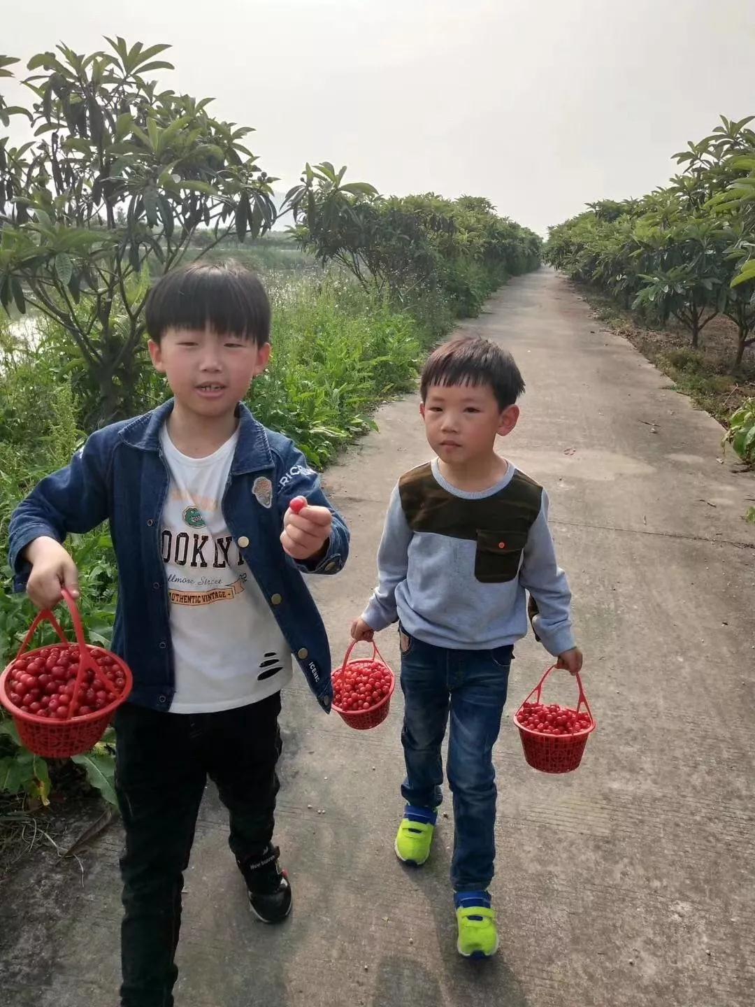 樱桃温暖来袭，来西山岛采摘吧！