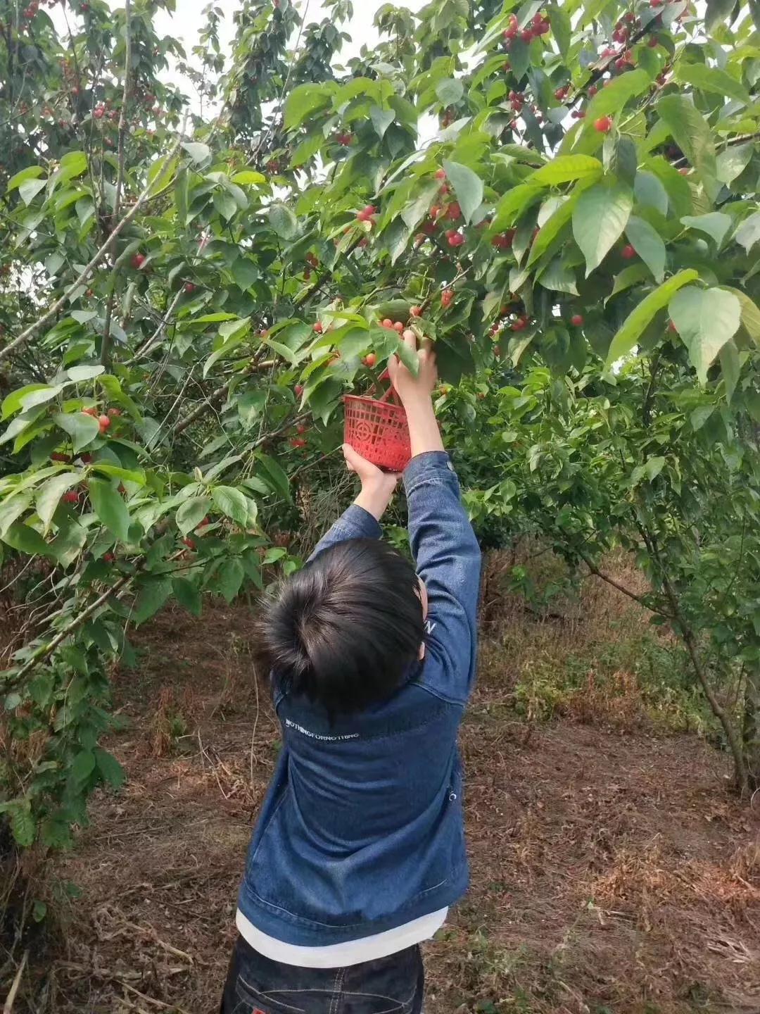 樱桃温暖来袭，来西山岛采摘吧！