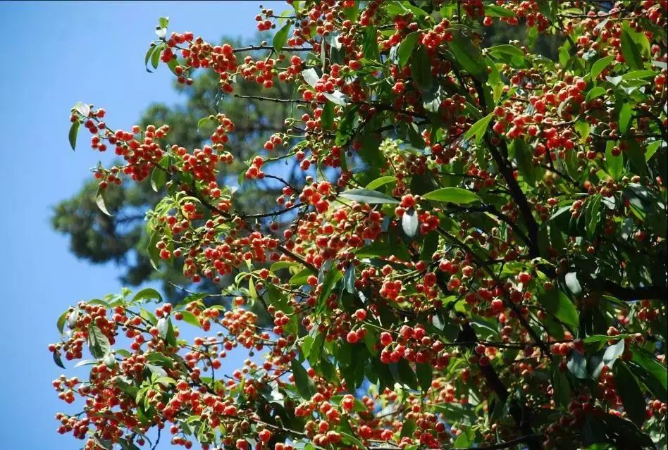 东山雕花楼里孩儿莲花期将尽，邀你来探楼赏花