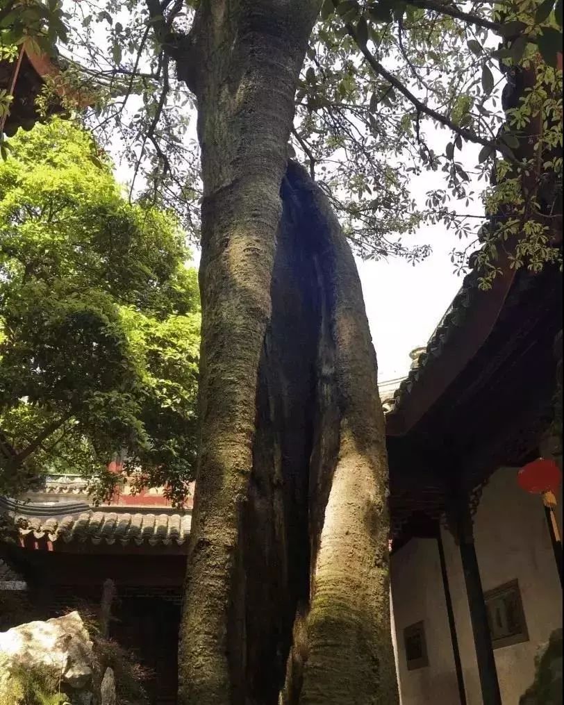 东山雕花楼里孩儿莲花期将尽，邀你来探楼赏花