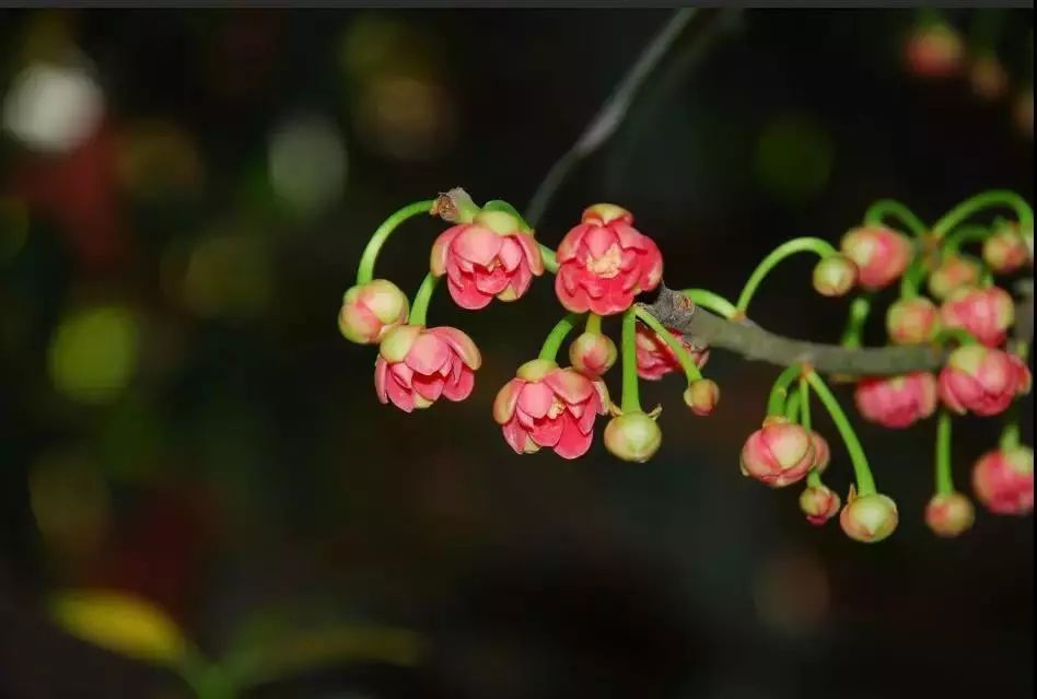 东山雕花楼里孩儿莲花期将尽，邀你来探楼赏花