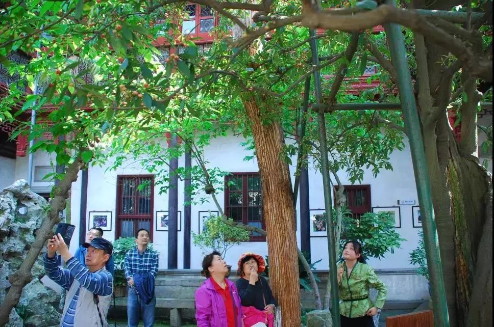东山雕花楼里孩儿莲花期将尽，邀你来探楼赏花