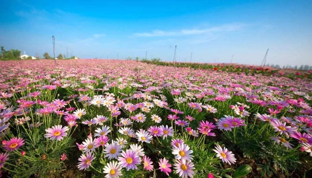 游园赏花探艺寻美味......五一游玩宝鉴等你来查收