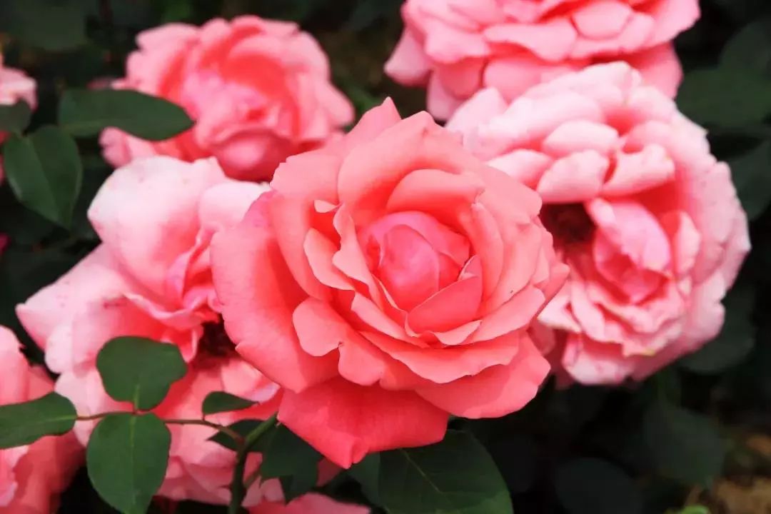 游园赏花探艺寻美味......五一游玩宝鉴等你来查收