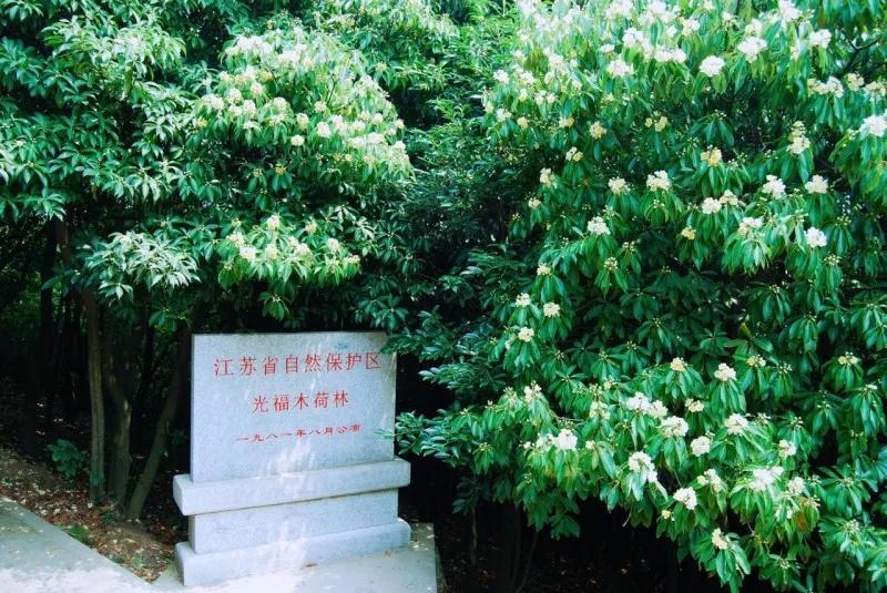 还有一周，去探索光福夏天的秘密吧