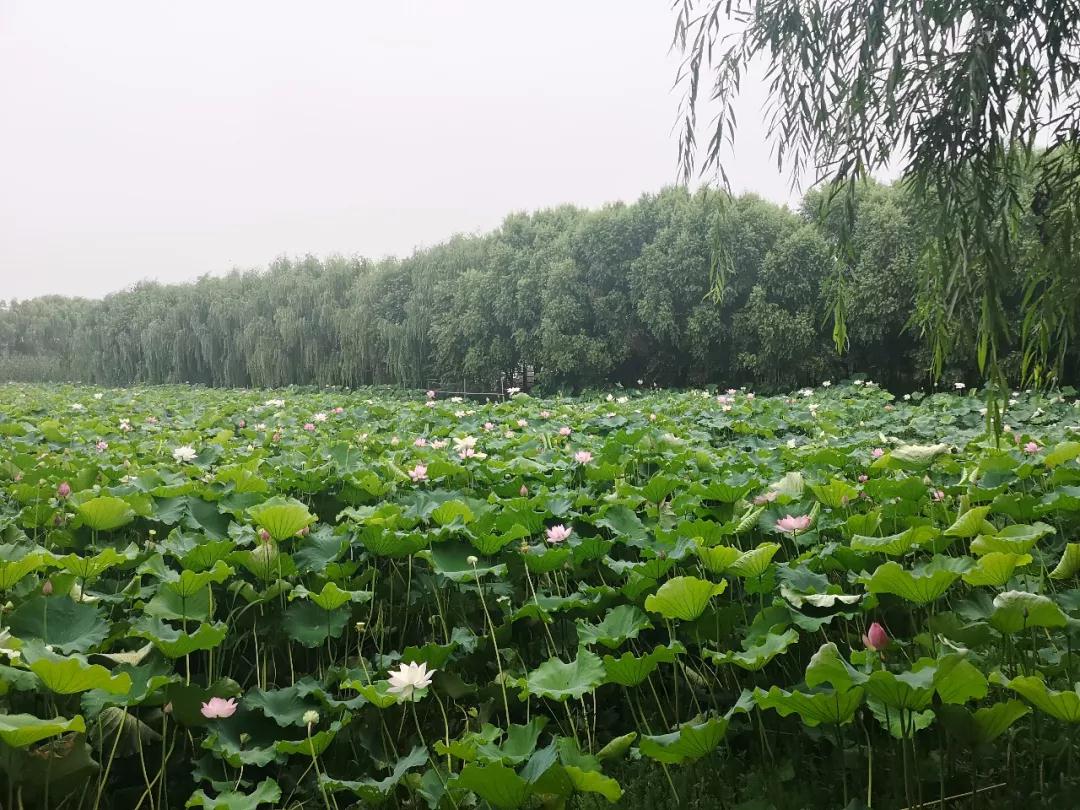 夏季赏荷何处去？遥指吴中夏与荷！