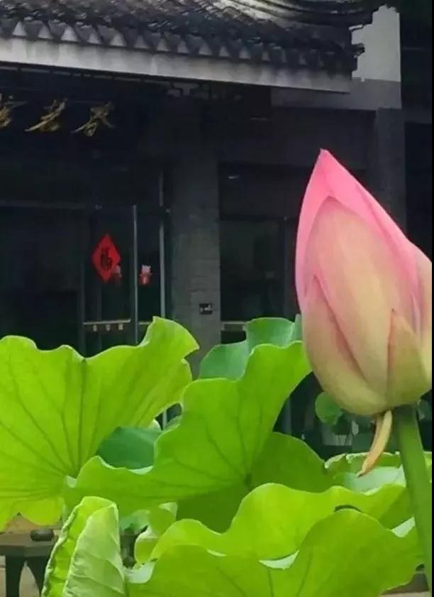 夏季赏荷何处去？遥指吴中夏与荷！