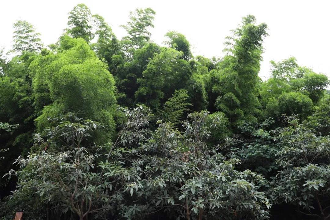 这些旺山“网绿”打卡点，才是夏日首选！
